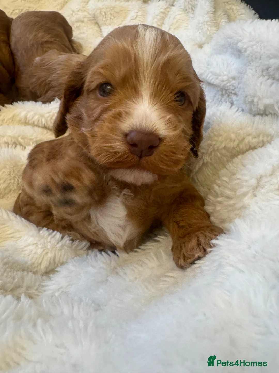 Cockapoo dogs for sale: Beautiful Cockapoo puppies in Barnsley - Advert 2