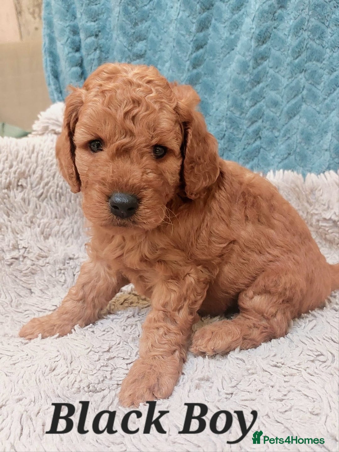 Cockapoo dogs for sale: Happy,healthy pups,F1b cockapoo,DNA tested parents - Advert 4