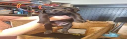 Labrador Retriever dogs for sale: KC Registered Black Labrador Puppies - Advert 6