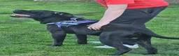 Mixed Breed dogs for sale: This is enzo - Advert 3