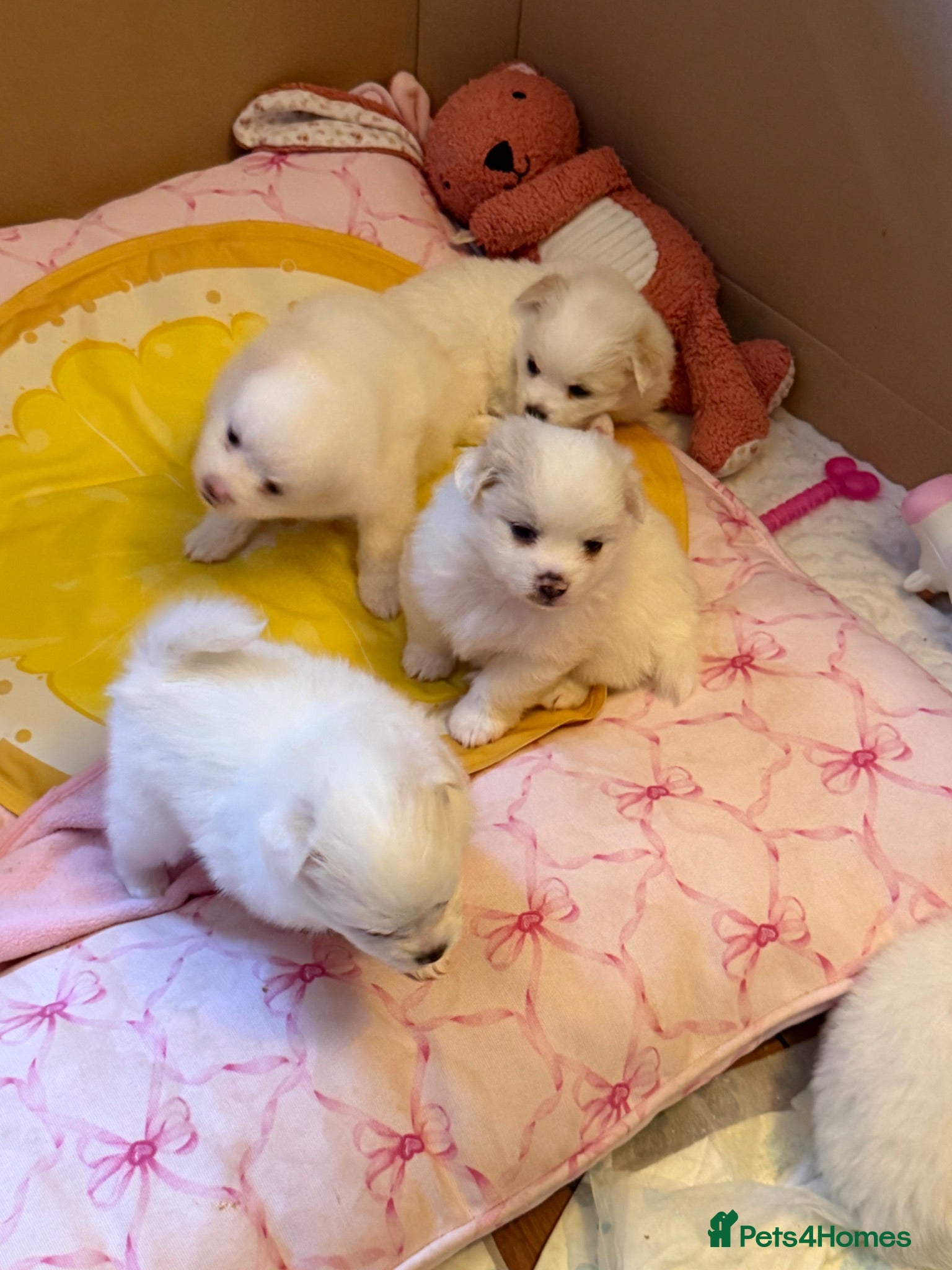 Pomeranian dogs 4 beautiful white Pomeranian boys  - Advert 10