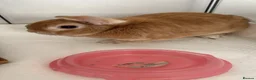 Mixed Breed rabbits for sale: Rabbit to go to a good home - Advert 5