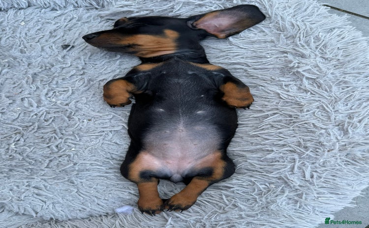 Miniature Dachshund dogs - Advert 2