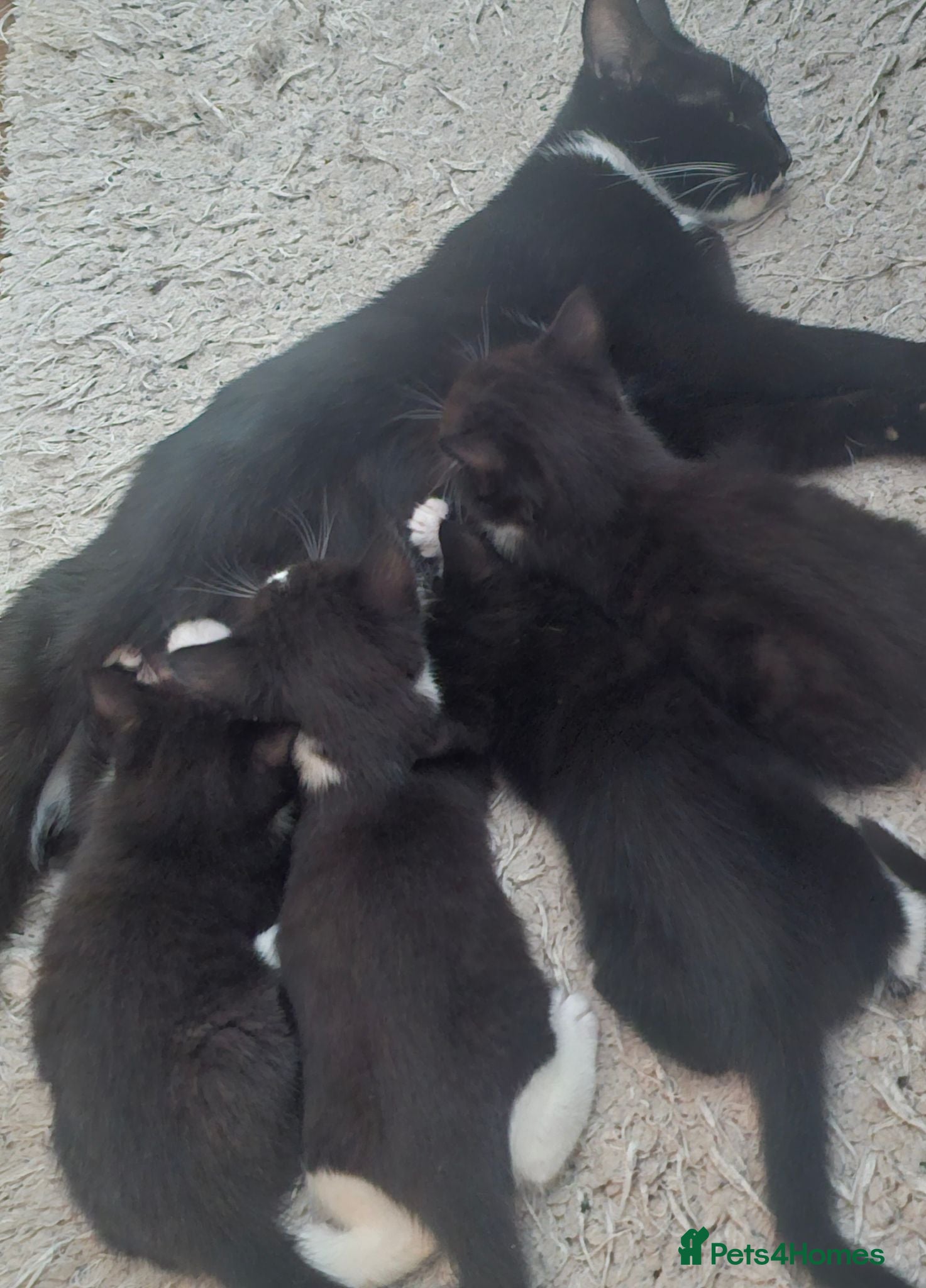 Mixed Breed cats Adorable Black & White Kittens for Sale 🐾 - Advert 1