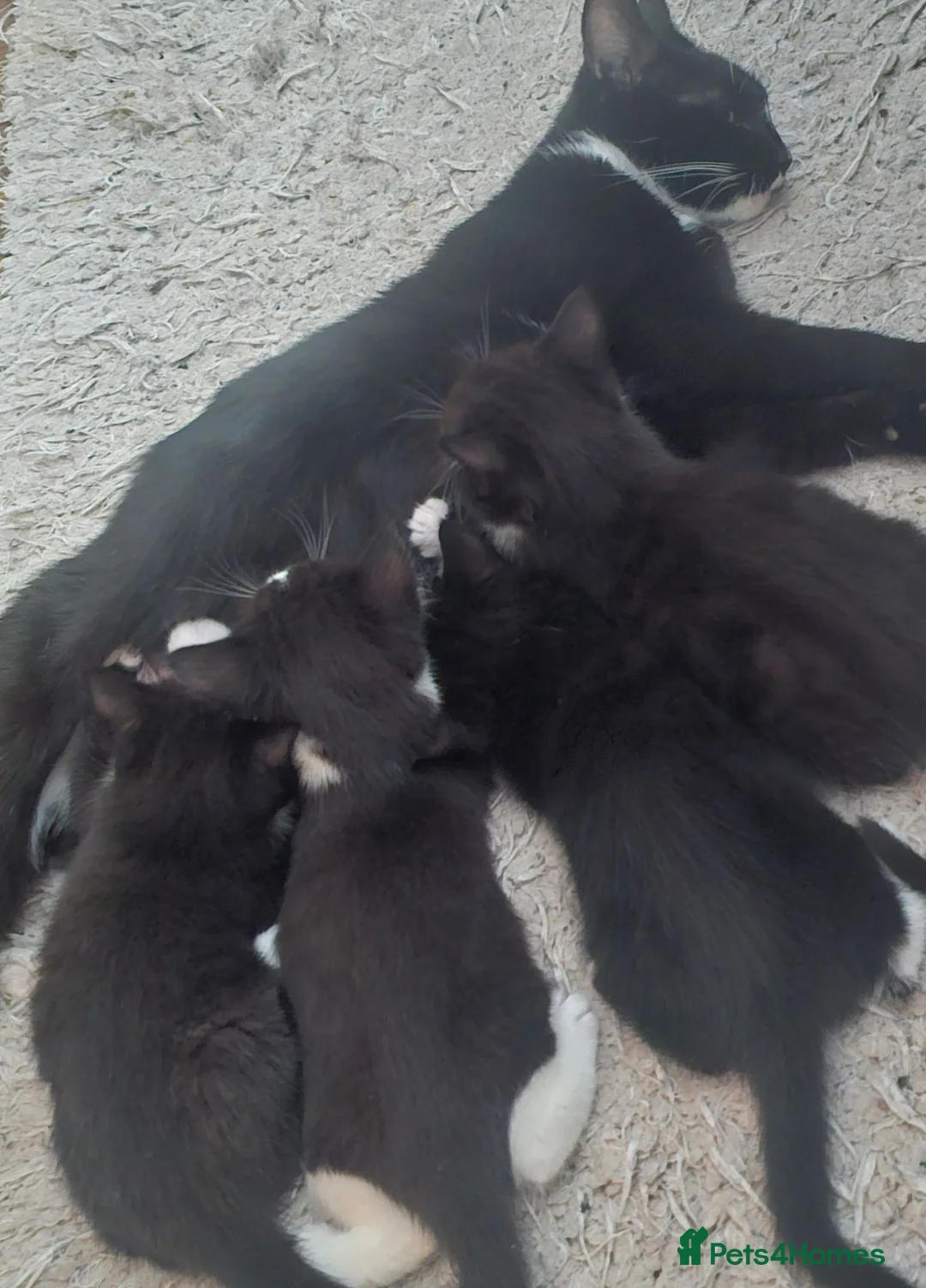 Mixed Breed cats for sale: Adorable Black & White Kittens for Sale 🐾 - Advert 1
