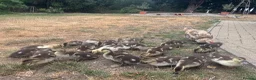 Ducks poultry for sale: Muscovy Ducks for sale - Male & Female - Advert 31