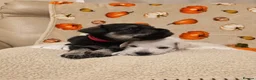 Miniature Schnauzer dogs for sale: KC miniature schnauzer Bva - Advert 9