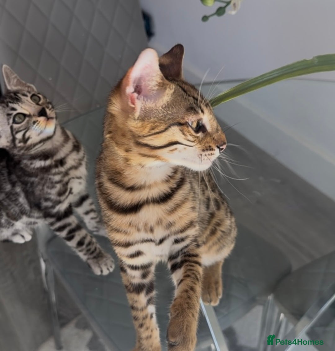 Bengal cats for sale: Intensively socialised bengal kittens - lap cats! in Scunthorpe - Image 4