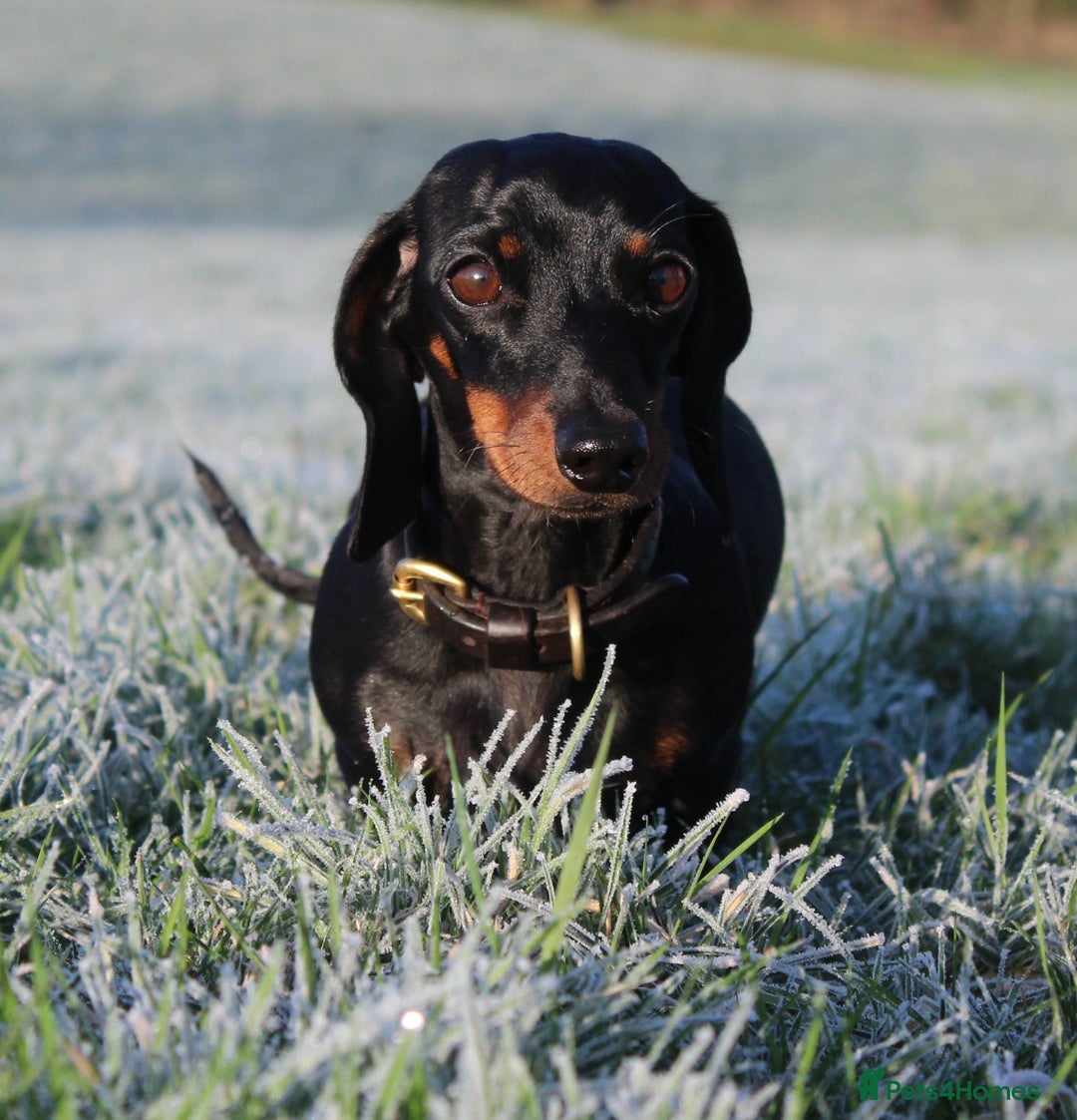 Miniature Dachshund dogs for sale: Stunning Miniature Dachshund Puppies - Advert 22