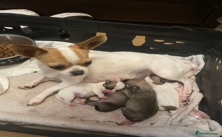 Chihuahua dogs - Advert 4