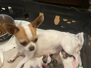 Chihuahua dogs - Advert 8