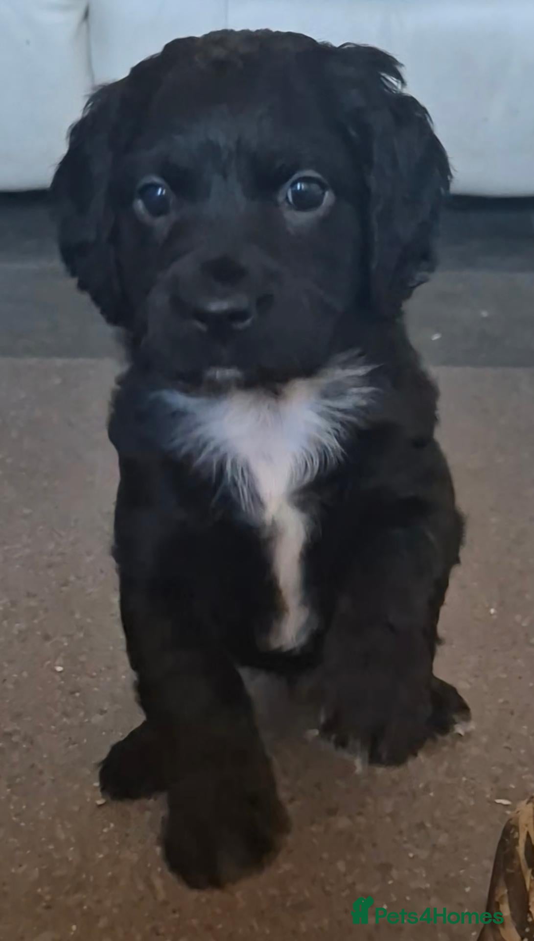 Cockapoo dogs Gorgeous little girl ready now!!!!! - Advert 6