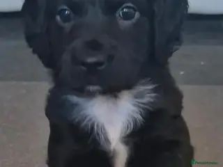 Cockapoo dogs Gorgeous little girl ready now!!!!! - Advert 6