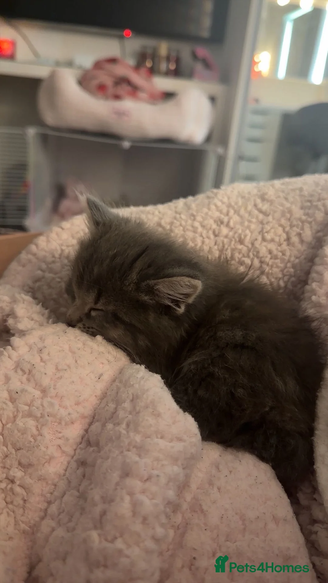 Ragdoll cats for sale: 7 week old ragdoll for sale! girl urgent  - Advert 3