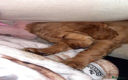 Cockapoo dogs for sale: 8 week old cockapoo - Advert 5