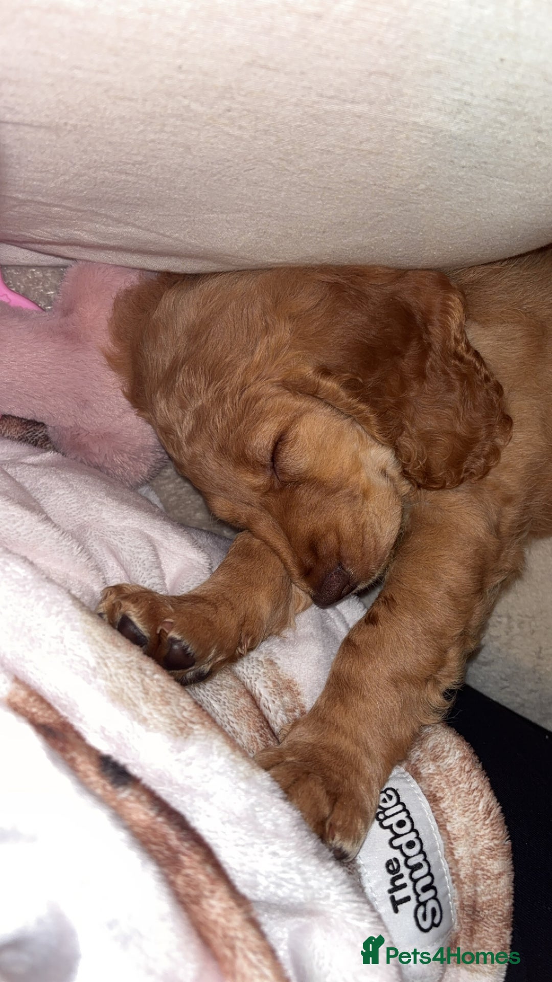 Cockapoo dogs for sale: 8 week old cockapoo - Advert 5