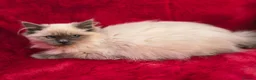 Ragdoll cats for sale: GCCF Registered Ragdoll Kittens  - Advert 10