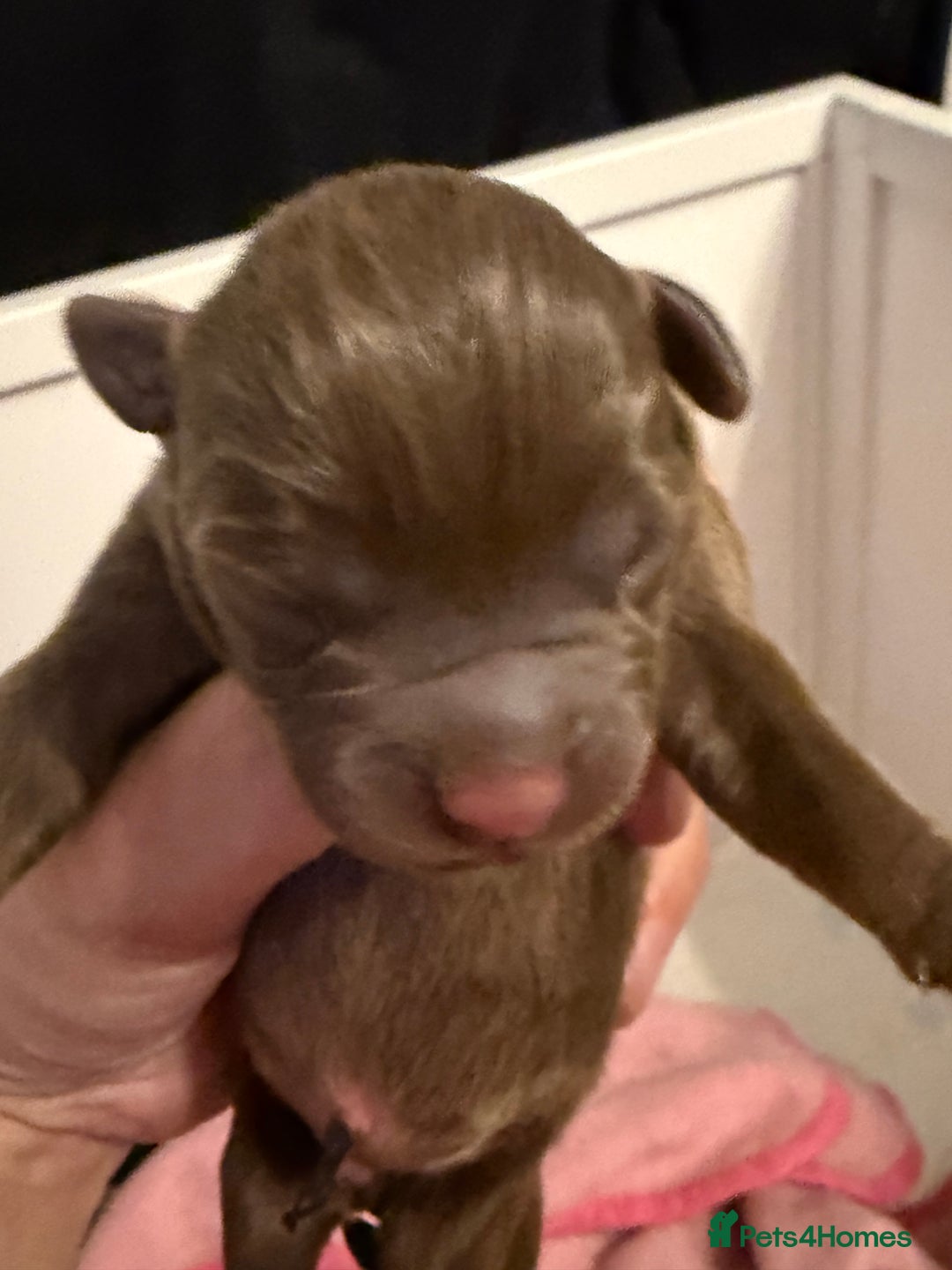 Mixed Breed dogs for sale: French bulldog/terrier cross  - Image 8