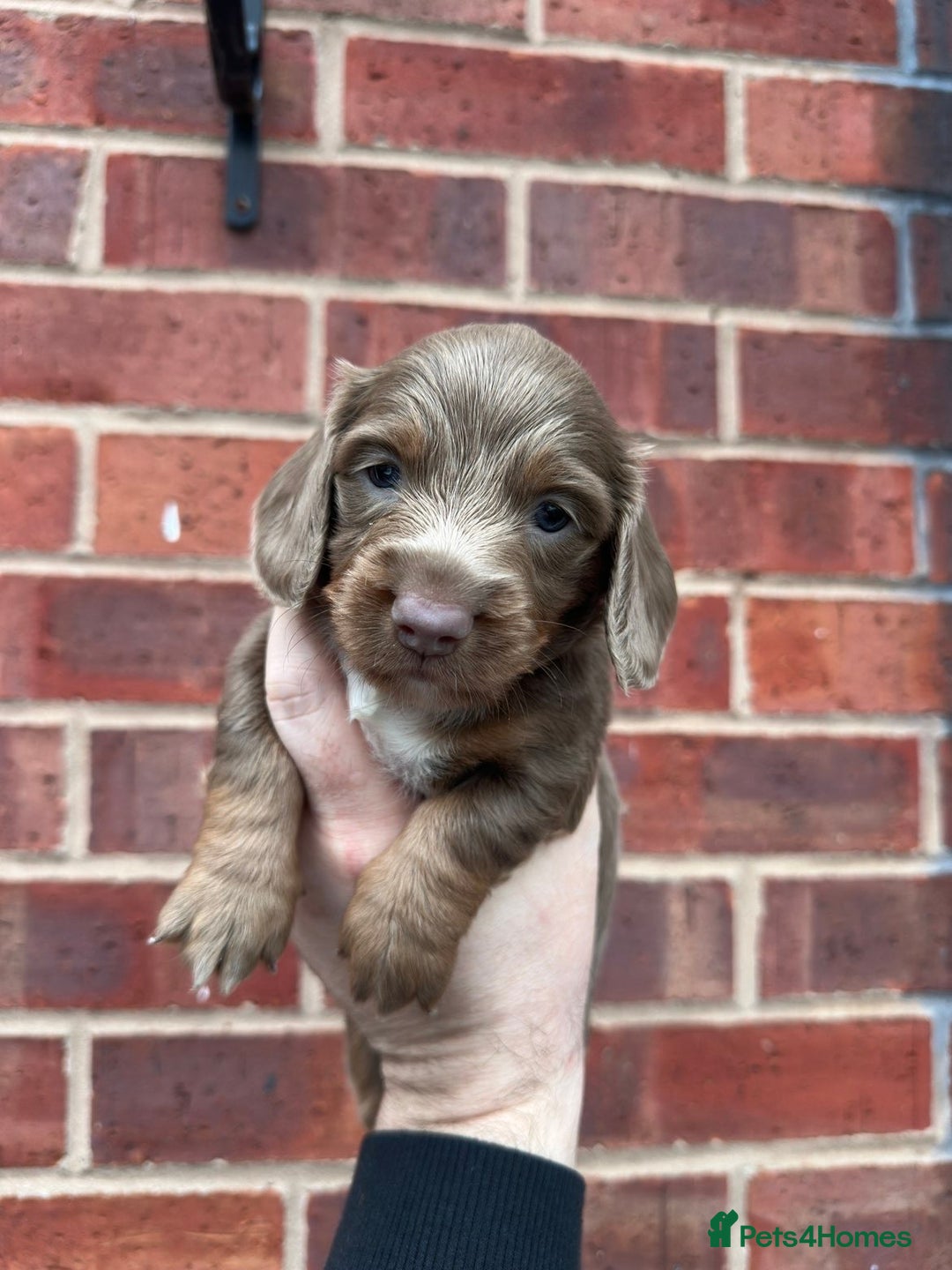 Miniature Dachshund dogs for sale: Miniature dachshund puppies - Advert 3