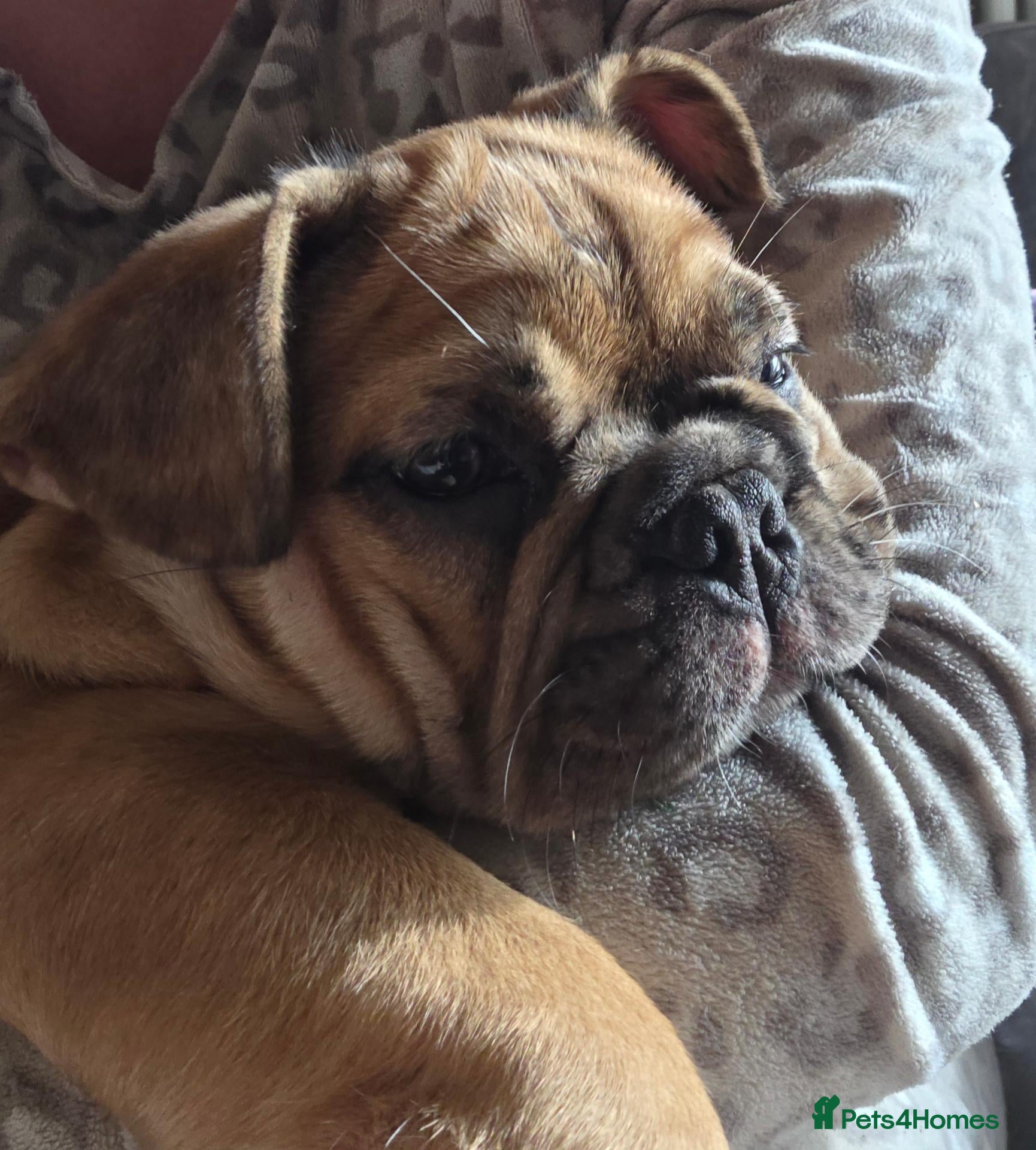 French Bulldog dogs for sale: *BOY READY NOW* French bull dog fluffy rope puppy - Advert 6