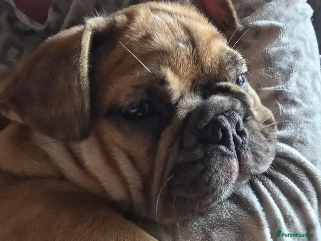 French Bulldog dogs for sale: *BOY READY NOW* French bull dog fluffy rope puppy - Advert 6