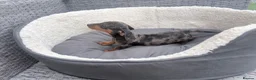 Miniature Dachshund dogs for sale: Beautiful dachshund babies  in Stafford - Advert 9