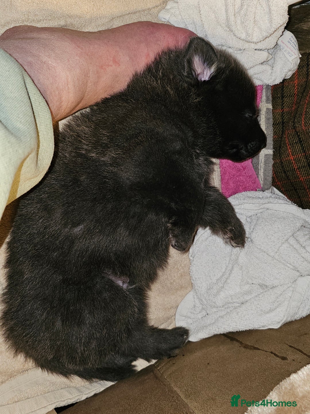 German Shepherd dogs for sale: 9 beautiful pure bred German Shepherd puppies - Advert 28