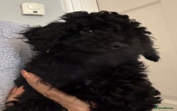 Toy Poodle dogs for sale: Beautiful hypoallergenic Toy poodle pups - Image 2