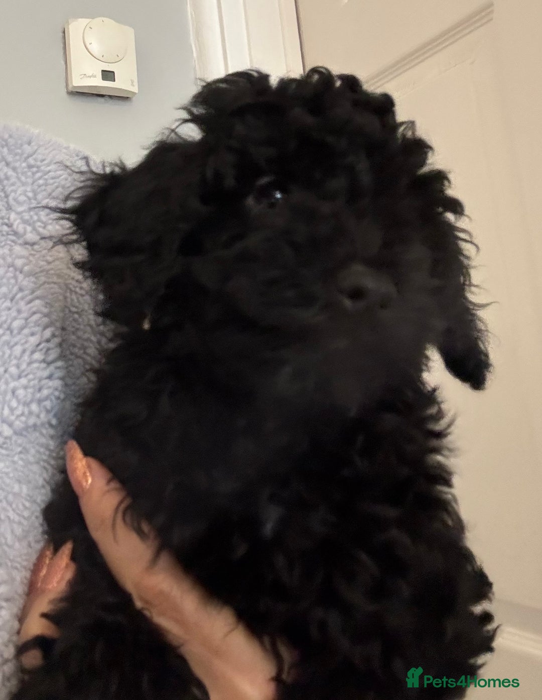 Toy Poodle dogs for sale: Beautiful hypoallergenic Toy poodle pups - Image 2