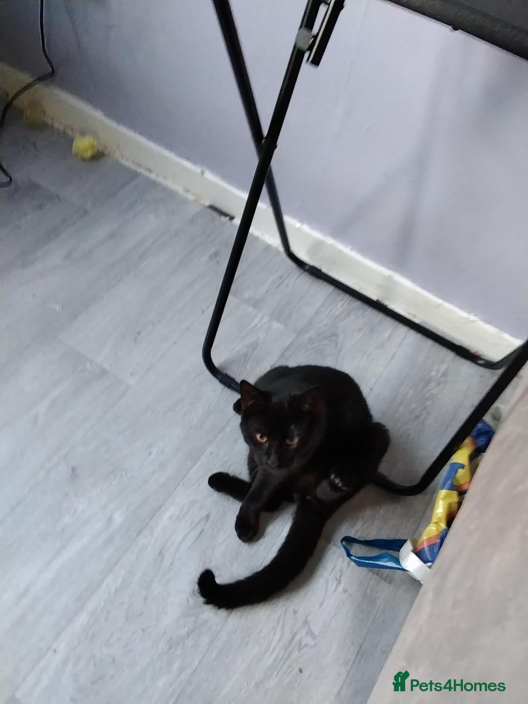 Mixed Breed cats Selling my black kitten - Advert 2