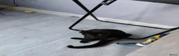 Mixed Breed cats for sale: Selling my black kitten - Advert 1