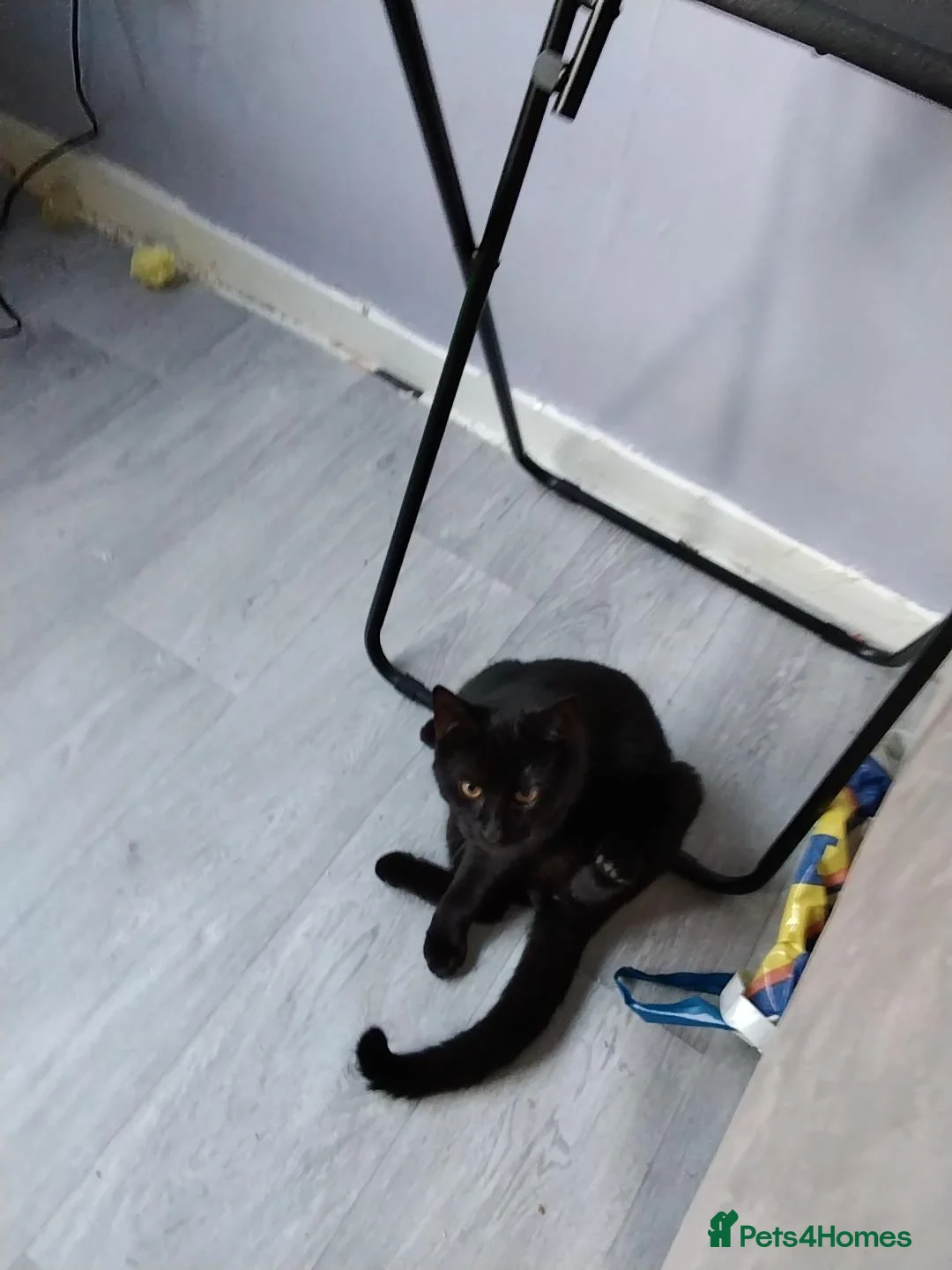 Mixed Breed cats for sale: Selling my black kitten - Advert 1