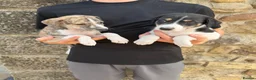 Lurcher dogs for sale: Wheeton Greyhound Puppies  - Advert 7