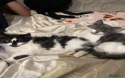 Mixed Breed cats for sale: 2 cat litter ( mixed breed) - Image 1
