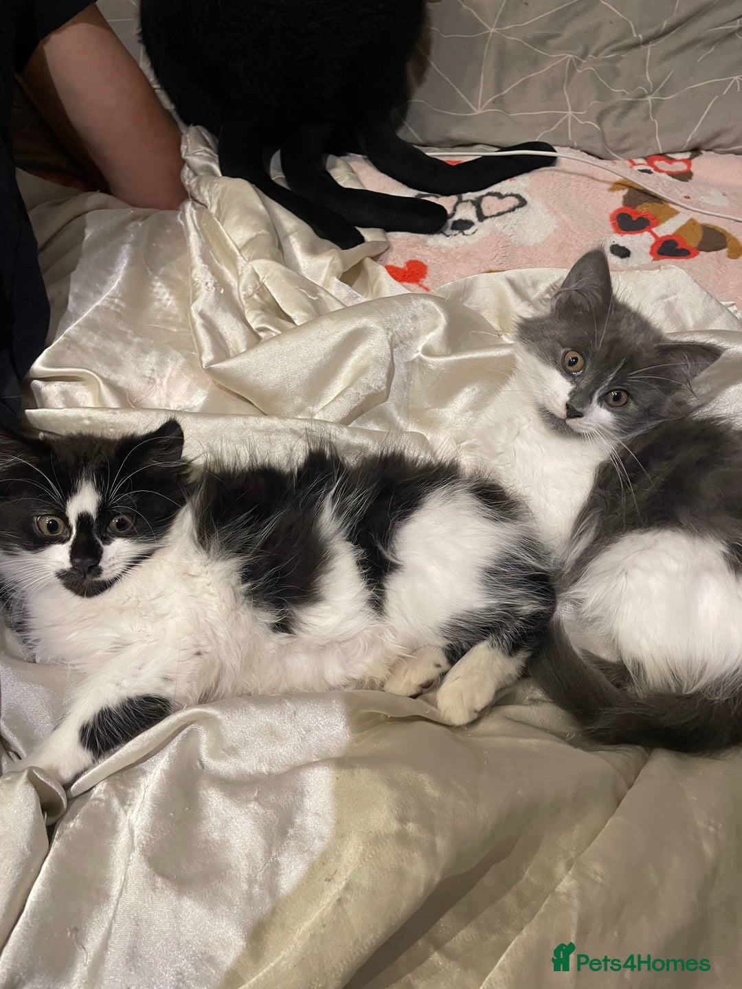 Mixed Breed cats for sale: 2 cat litter ( mixed breed) - Image 1