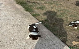 English Springer Spaniel dogs for sale: English springer spaniel puppies  - Image 5