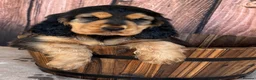 Cocker Spaniel dogs for sale: Outstanding KC Show Cocker Spaniels - Advert 4