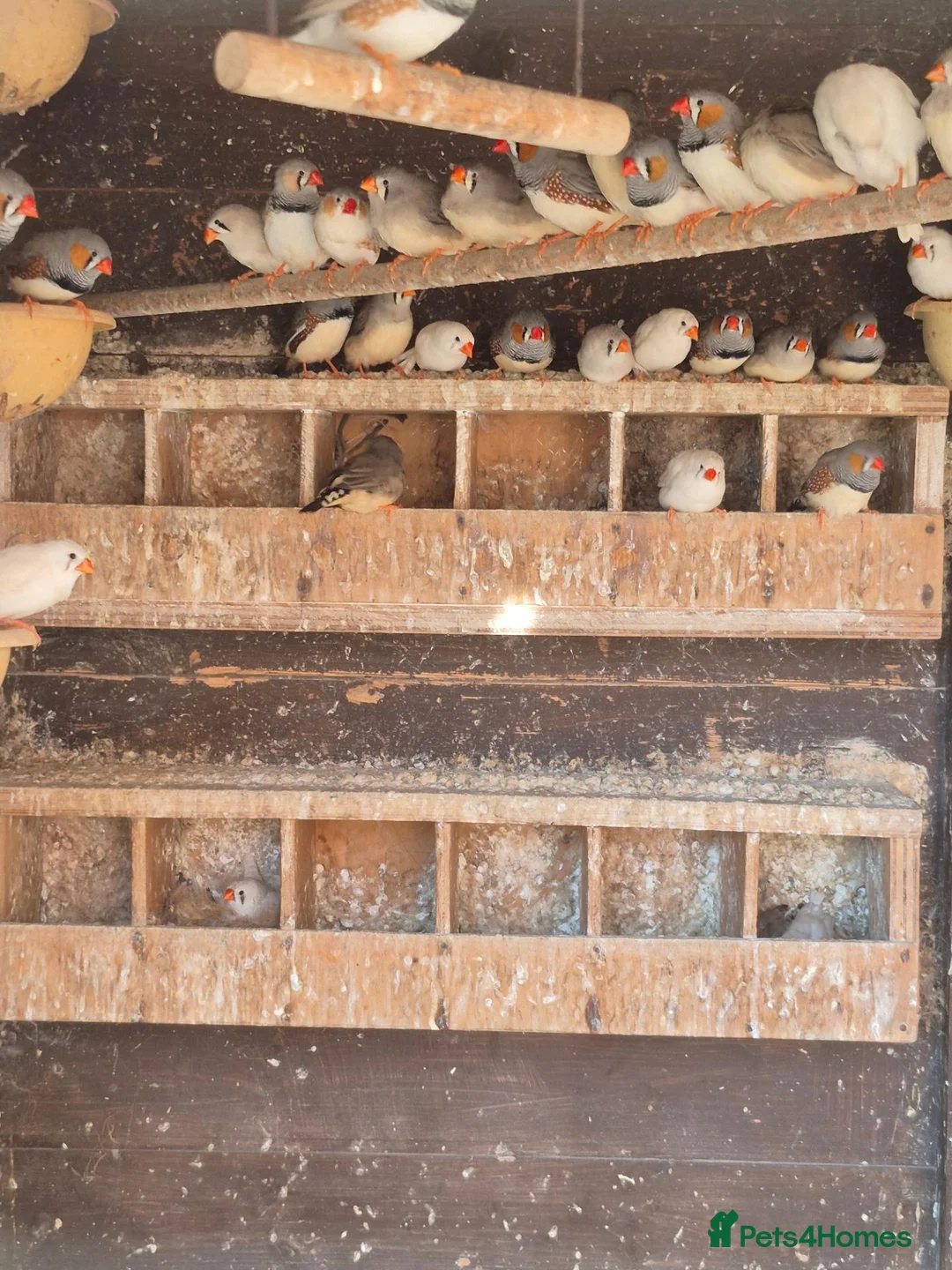 Finches birds for sale: Zebra and Bengalese Finches  in Wirral - Advert 3