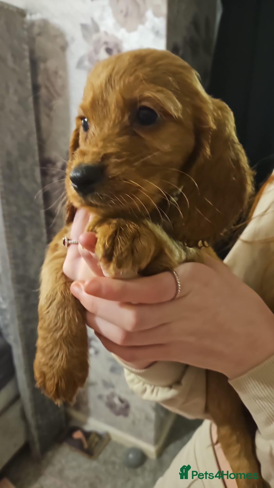 Cocker Spaniel dogs Cocker spaniel puppies - Advert 3