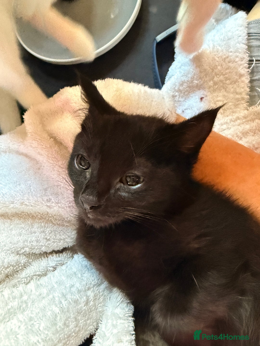 Siamese cats for sale: Siamese x Khao Manee & RagDoll Kittens - Advert 12