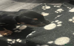 Mixed Breed dogs for sale: Miniature dachshund X French bulldog  - Image 38