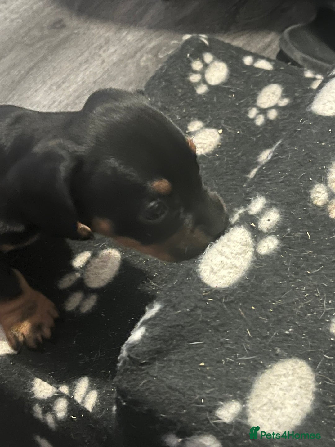 Mixed Breed dogs for sale: Miniature dachshund X French bulldog  - Image 38