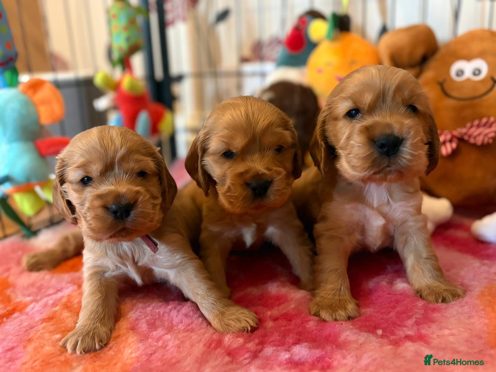 Cocker Spaniel dogs Gorgeous Golden Show Cockers - Advert 16