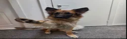 German Shepherd dogs for sale: Skye. - Advert 4
