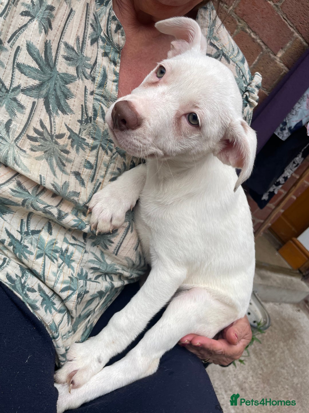 Mixed Breed dogs for sale: Staff collie cross puppies  - Image 18