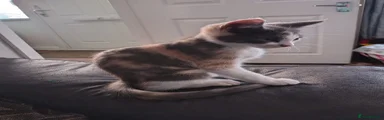 Mixed Breed 2