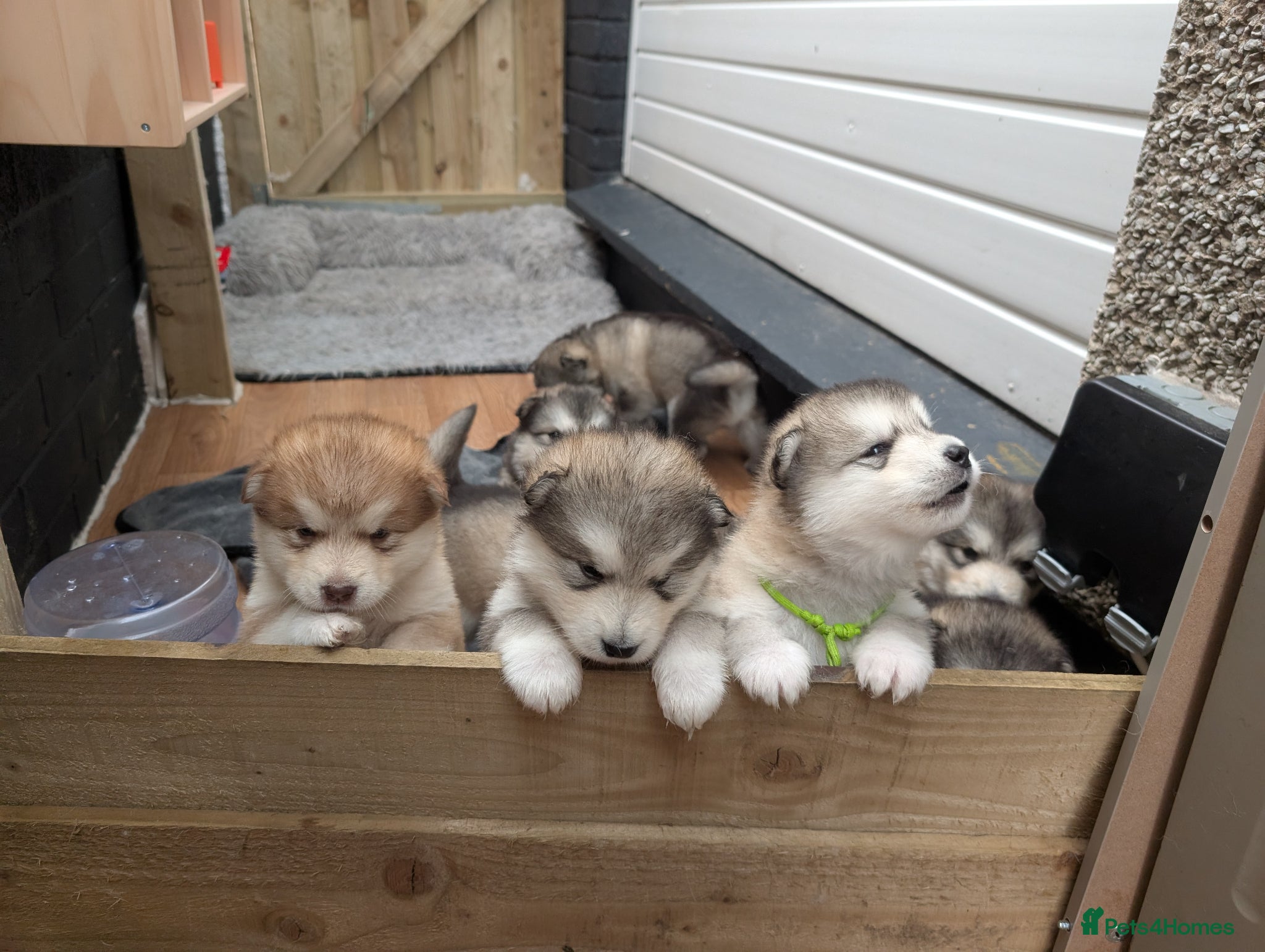 Alaskan Malamute dogs Champ KC Registered Alaskan Malamute Puppies - Advert 4