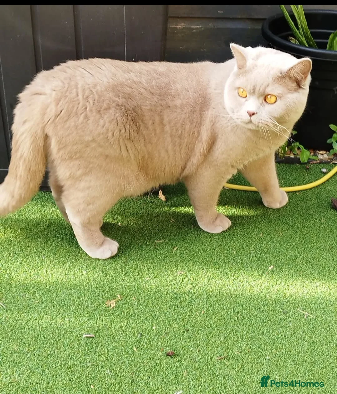 British Shorthair cats for sale: British Shorthair (TICA Registered) – 5 Years Old - Advert 1