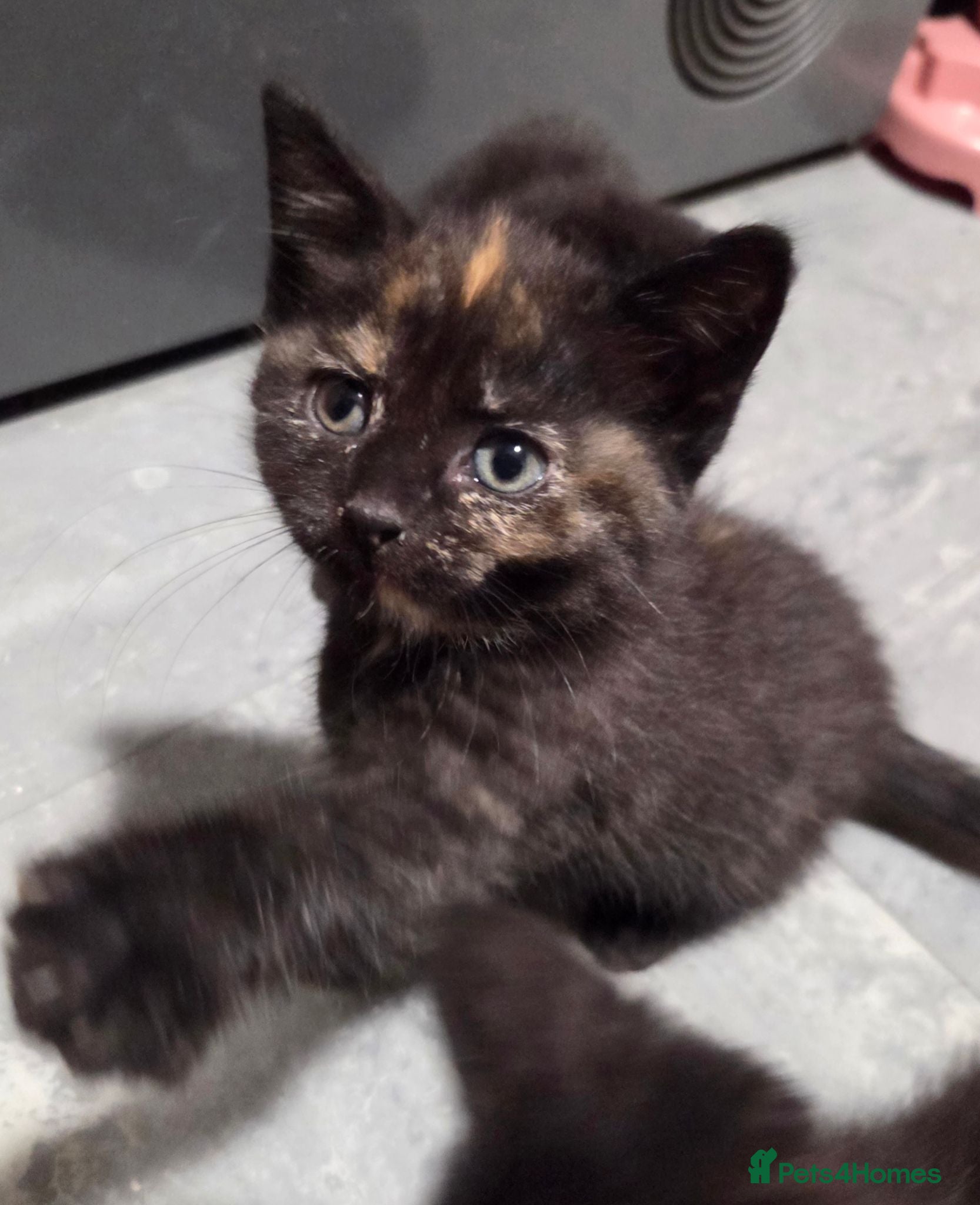 Mixed Breed cats 2 stunning kittens still available  - Advert 1