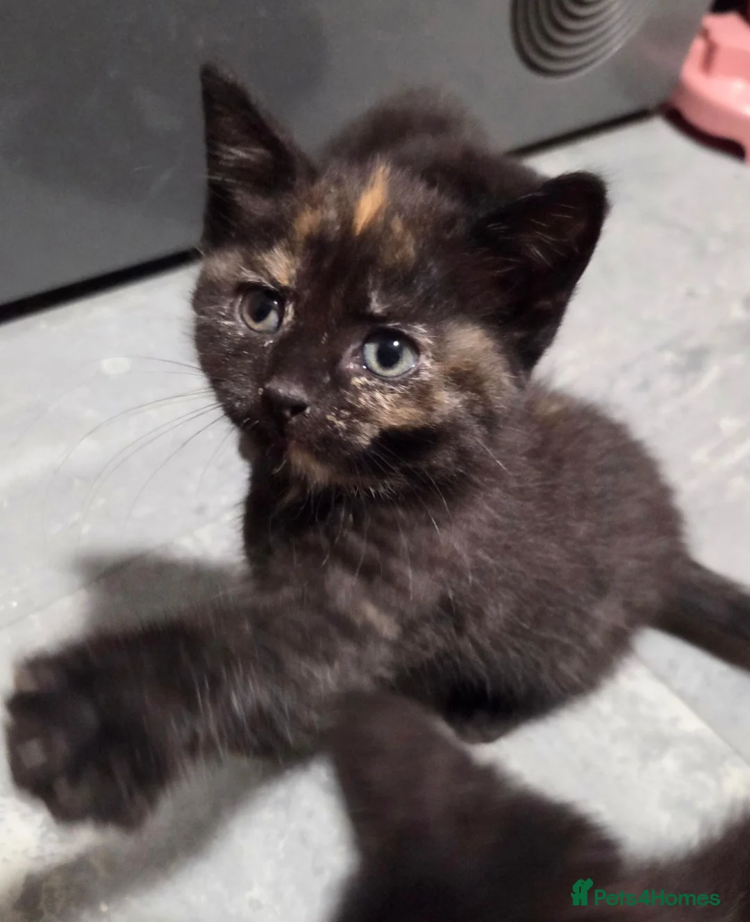 Mixed Breed cats for sale: 2 stunning kittens still available  - Advert 1
